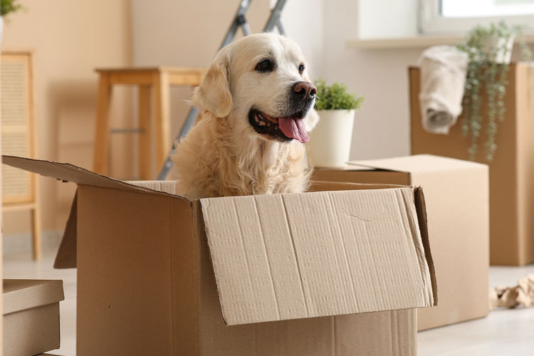 Moving with Pets